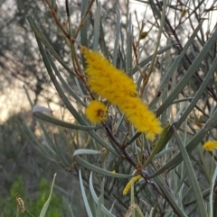 Acacia brachystachya (Umbrella Mulga, Turpentine Mulga) at Gunderbooka, NSW - 25 Jun 2024 by Tapirlord