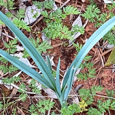 Dianella longifolia subsp. longifolia (Blueberry Lily) at Gunderbooka, NSW - 25 Jun 2024 by Tapirlord