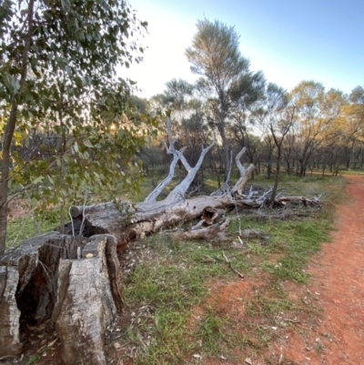 Eucalyptus populnea (Poplar Box, Bimble Box) at Gunderbooka, NSW - 25 Jun 2024 by Tapirlord