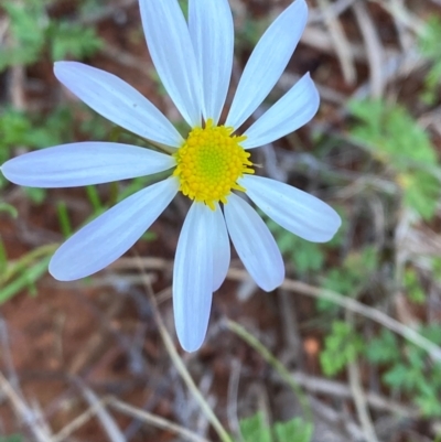 Brachyscome ciliaris var. ciliaris at Gunderbooka, NSW - 25 Jun 2024 by Tapirlord