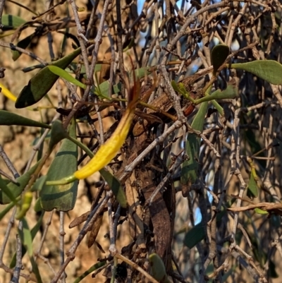 Lysiana subfalcata (Northern Mistletoe) at Gunderbooka, NSW - 25 Jun 2024 by Tapirlord