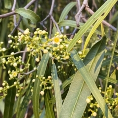 Geijera parviflora (Wilga) at Gunderbooka, NSW - 25 Jun 2024 by Tapirlord