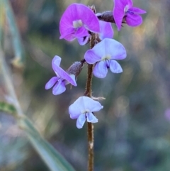 Glycine canescens (Silky Glycine) at Gunderbooka, NSW - 25 Jun 2024 by Tapirlord