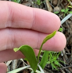 Ophioglossum lusitanicum (Adder's Tongue) at Gunderbooka, NSW - 25 Jun 2024 by Tapirlord