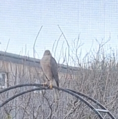 Tachyspiza cirrocephala (Collared Sparrowhawk) at Wright, ACT - 5 Aug 2024 by jac