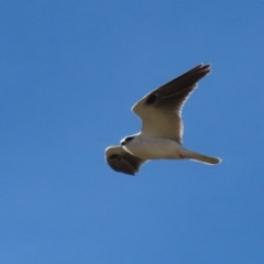 Elanus axillaris (Black-shouldered Kite) at Symonston, ACT - 4 Aug 2024 by RodDeb