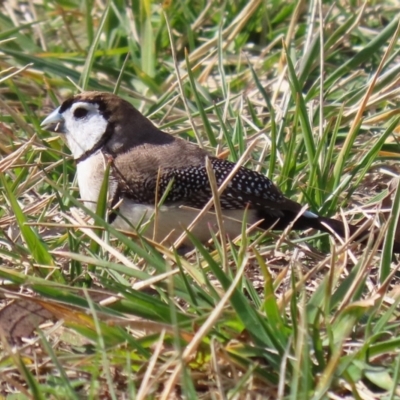 Stizoptera bichenovii (Double-barred Finch) at Symonston, ACT - 4 Aug 2024 by RodDeb