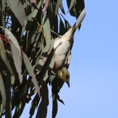 Ptilotula fusca (Fuscous Honeyeater) at Symonston, ACT - 4 Aug 2024 by RodDeb