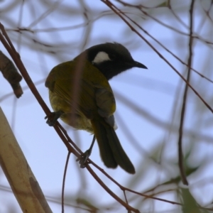 Nesoptilotis leucotis at Symonston, ACT - 4 Aug 2024