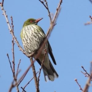 Oriolus sagittatus at Symonston, ACT - 4 Aug 2024