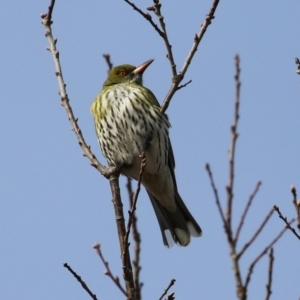 Oriolus sagittatus at Symonston, ACT - 4 Aug 2024