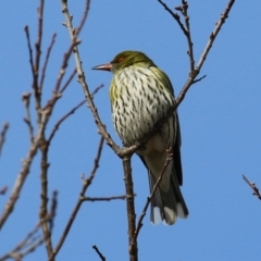 Oriolus sagittatus at Symonston, ACT - 4 Aug 2024