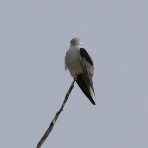 Elanus axillaris at Environa, NSW - 4 Aug 2024