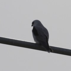 Elanus axillaris at Environa, NSW - 4 Aug 2024