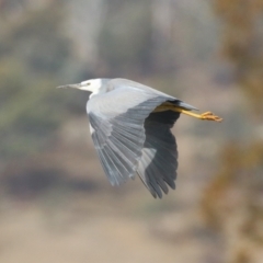 Egretta novaehollandiae (White-faced Heron) at Environa, NSW - 4 Aug 2024 by RodDeb