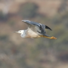 Egretta novaehollandiae at Environa, NSW - 4 Aug 2024