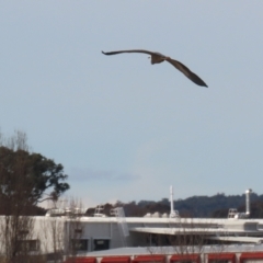 Egretta novaehollandiae at Environa, NSW - 4 Aug 2024