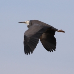 Egretta novaehollandiae at Environa, NSW - 4 Aug 2024