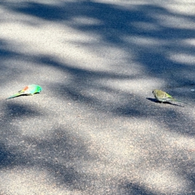 Psephotus haematonotus (Red-rumped Parrot) at Aranda, ACT - 31 Jul 2024 by KMcCue