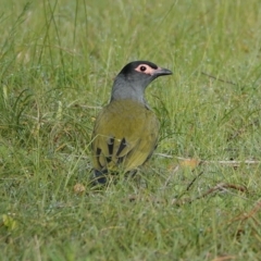 Sphecotheres vieilloti (Australasian Figbird) at Hawks Nest, NSW - 4 Aug 2024 by Anna123