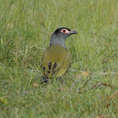 Sphecotheres vieilloti (Australasian Figbird) at Hawks Nest, NSW - 4 Aug 2024 by Anna123