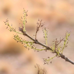 Fraxinus sp. at O'Connor, ACT - 5 Aug 2024 04:14 PM