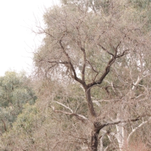 Fraxinus sp. at O'Connor, ACT - 5 Aug 2024 04:14 PM