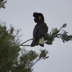 Zanda funerea (Yellow-tailed Black-Cockatoo) at Hawks Nest, NSW - 5 Aug 2024 by Anna123