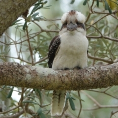 Dacelo novaeguineae (Laughing Kookaburra) at Hawks Nest, NSW - 5 Aug 2024 by Anna123