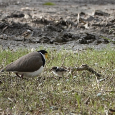 Vanellus miles (Masked Lapwing) at Hawks Nest, NSW - 5 Aug 2024 by Anna123