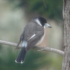 Cracticus torquatus (Grey Butcherbird) at Hawks Nest, NSW - 5 Aug 2024 by Anna123