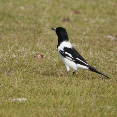 Cracticus nigrogularis (Pied Butcherbird) at Hawks Nest, NSW - 4 Aug 2024 by Anna123