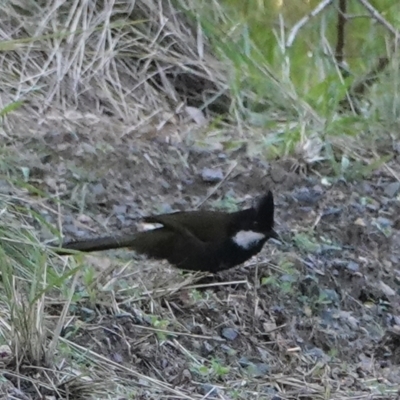 Psophodes olivaceus (Eastern Whipbird) at Hawks Nest, NSW - 3 Aug 2024 by Anna123