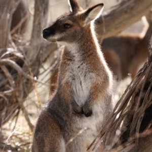 Notamacropus rufogriseus at Booth, ACT - 28 Jul 2024