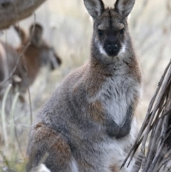 Notamacropus rufogriseus at Booth, ACT - 28 Jul 2024