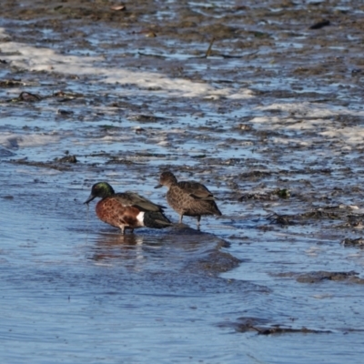 Anas castanea (Chestnut Teal) at Hawks Nest, NSW - 3 Aug 2024 by Anna123