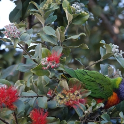 Trichoglossus moluccanus (Rainbow Lorikeet) at Hawks Nest, NSW - 3 Aug 2024 by Anna123