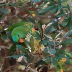 Trichoglossus chlorolepidotus (Scaly-breasted Lorikeet) at Hawks Nest, NSW - 3 Aug 2024 by Anna123