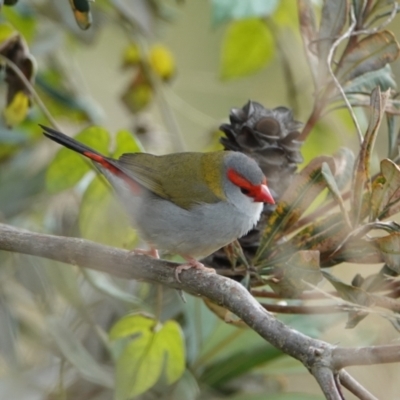 Neochmia temporalis (Red-browed Finch) at Hawks Nest, NSW - 5 Aug 2024 by Anna123