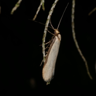 Philobota xiphostola at Freshwater Creek, VIC - 1 Oct 2022 by WendyEM