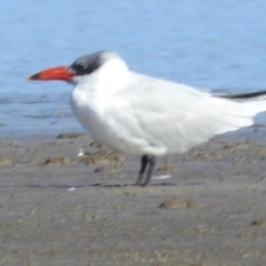 Hydroprogne caspia (Caspian Tern) at Batemans Bay, NSW - 2 Aug 2024 by HelenCross