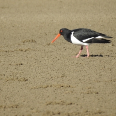 Haematopus longirostris (Australian Pied Oystercatcher) at Batemans Bay, NSW - 2 Aug 2024 by HelenCross