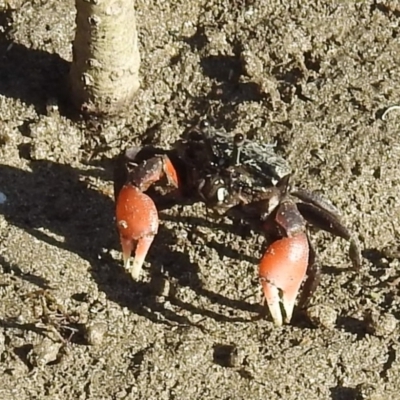 Heloecius cordiformis (Semaphore Crab) at Surfside, NSW - 2 Aug 2024 by HelenCross