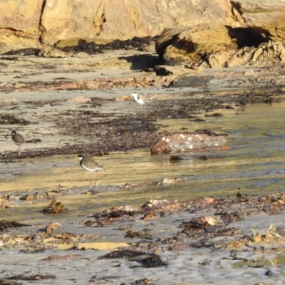 Vanellus miles (Masked Lapwing) at Long Beach, NSW - 3 Aug 2024 by HelenCross