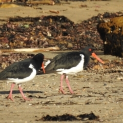 Haematopus longirostris (Australian Pied Oystercatcher) at Long Beach, NSW - 3 Aug 2024 by HelenCross