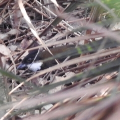 Psophodes olivaceus (Eastern Whipbird) at Long Beach, NSW - 3 Aug 2024 by HelenCross