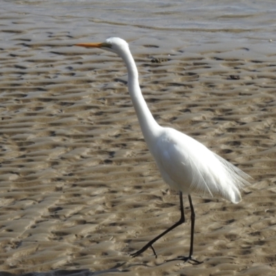 Ardea alba (Great Egret) at Batemans Bay, NSW - 4 Aug 2024 by HelenCross