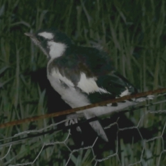 Grallina cyanoleuca (Magpie-lark) at Freshwater Creek, VIC - 3 Oct 2022 by WendyEM