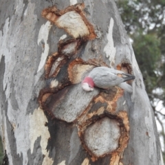 Eolophus roseicapilla (Galah) at Kambah, ACT - 5 Aug 2024 by HelenCross