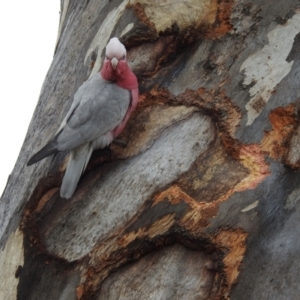 Eolophus roseicapilla at Kambah, ACT - 5 Aug 2024 01:44 PM